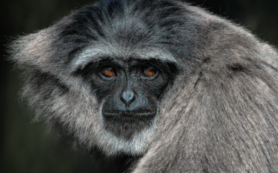 Dive into the Wacky World of Mischief Mountain Embark on…