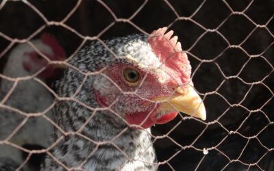 Hedgehoguin ~ Topsy-Turvy Town’s Most Outrageous Trio: Fumducker, Randomness, And…